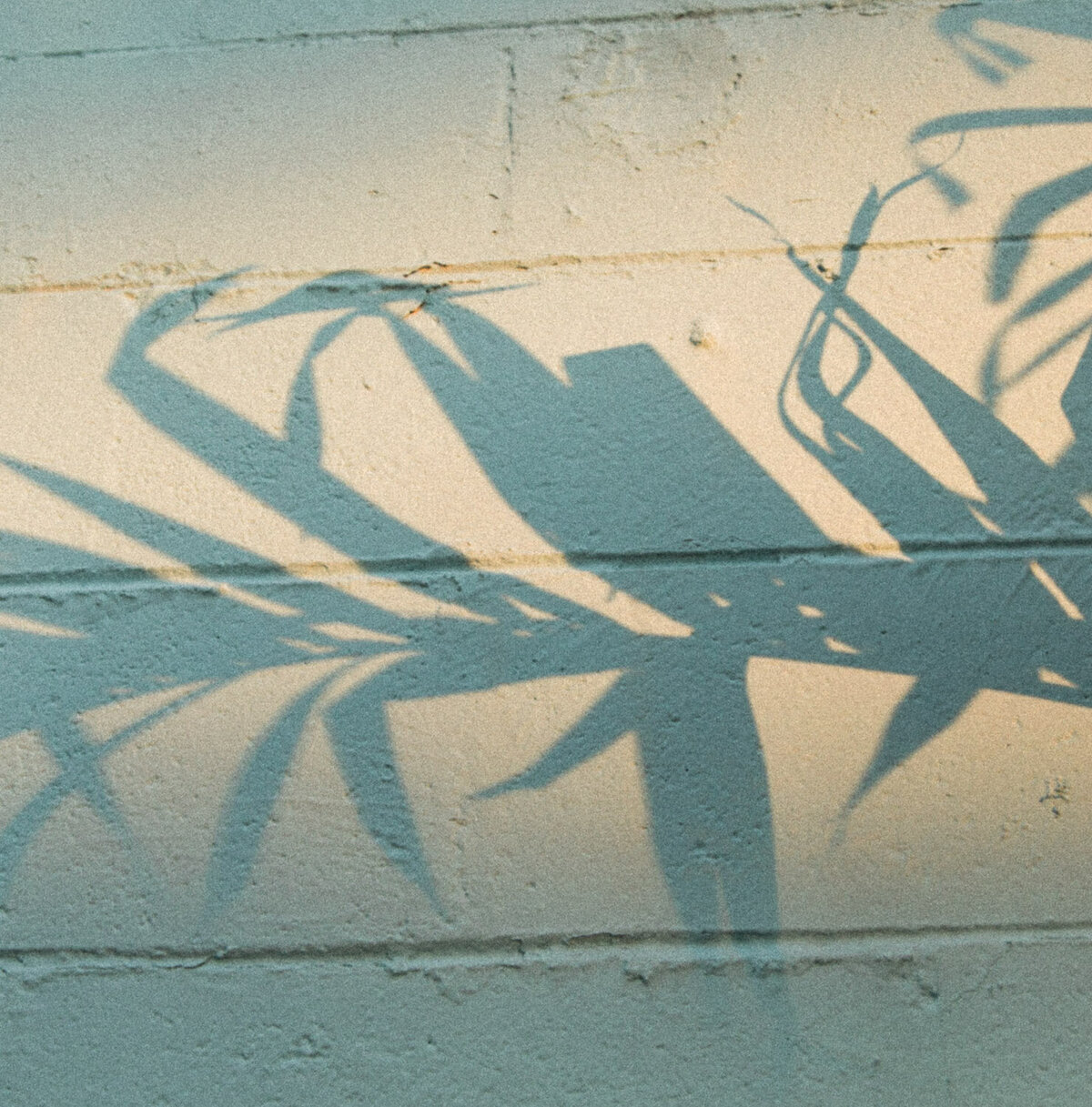 nashville-branding-commercial-photographer-plant-shadow-59