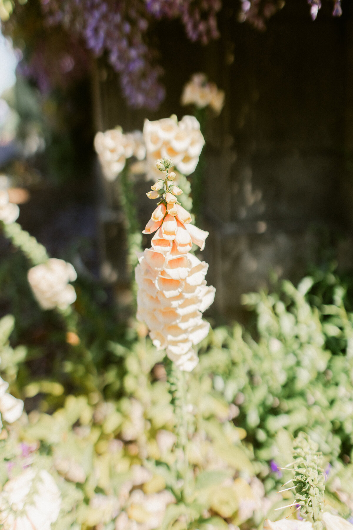filoli-wedding-33