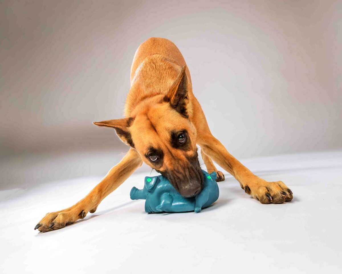 issaquah-dog-photogrpaher78910