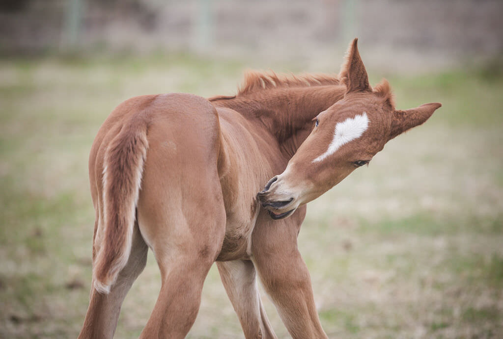 20240414_kya-photography-equestrian-photographer_0036
