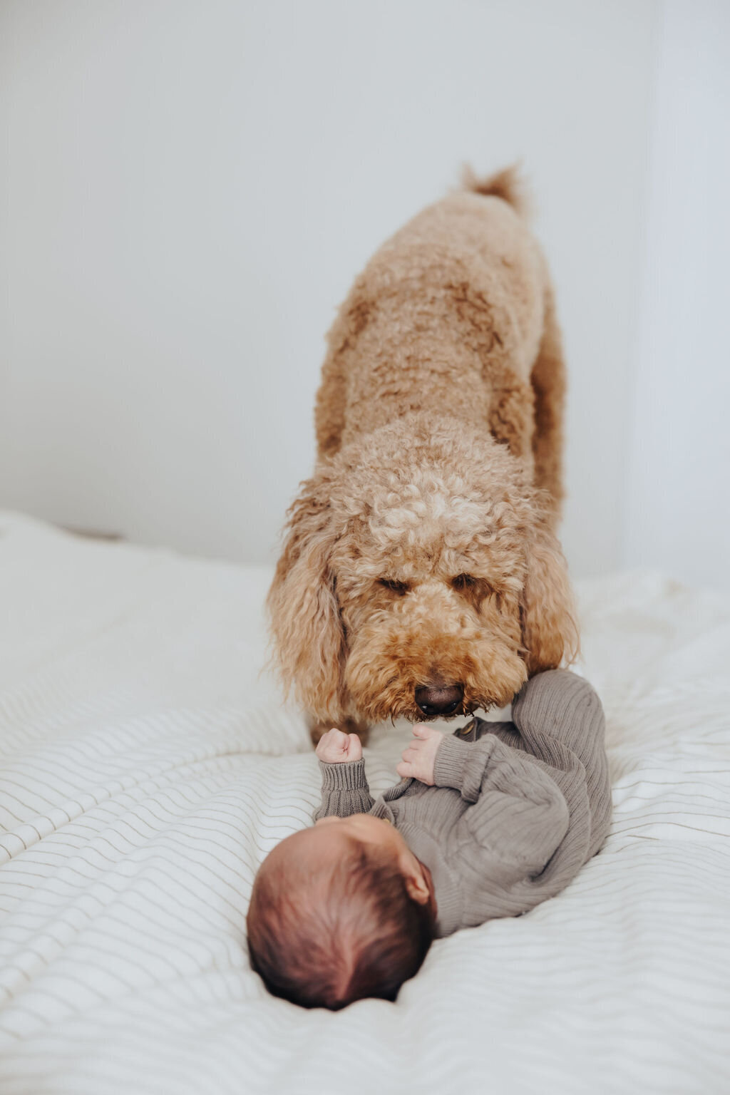 Ottawa Newborn Newborn Photos - Maiora Studios - 8