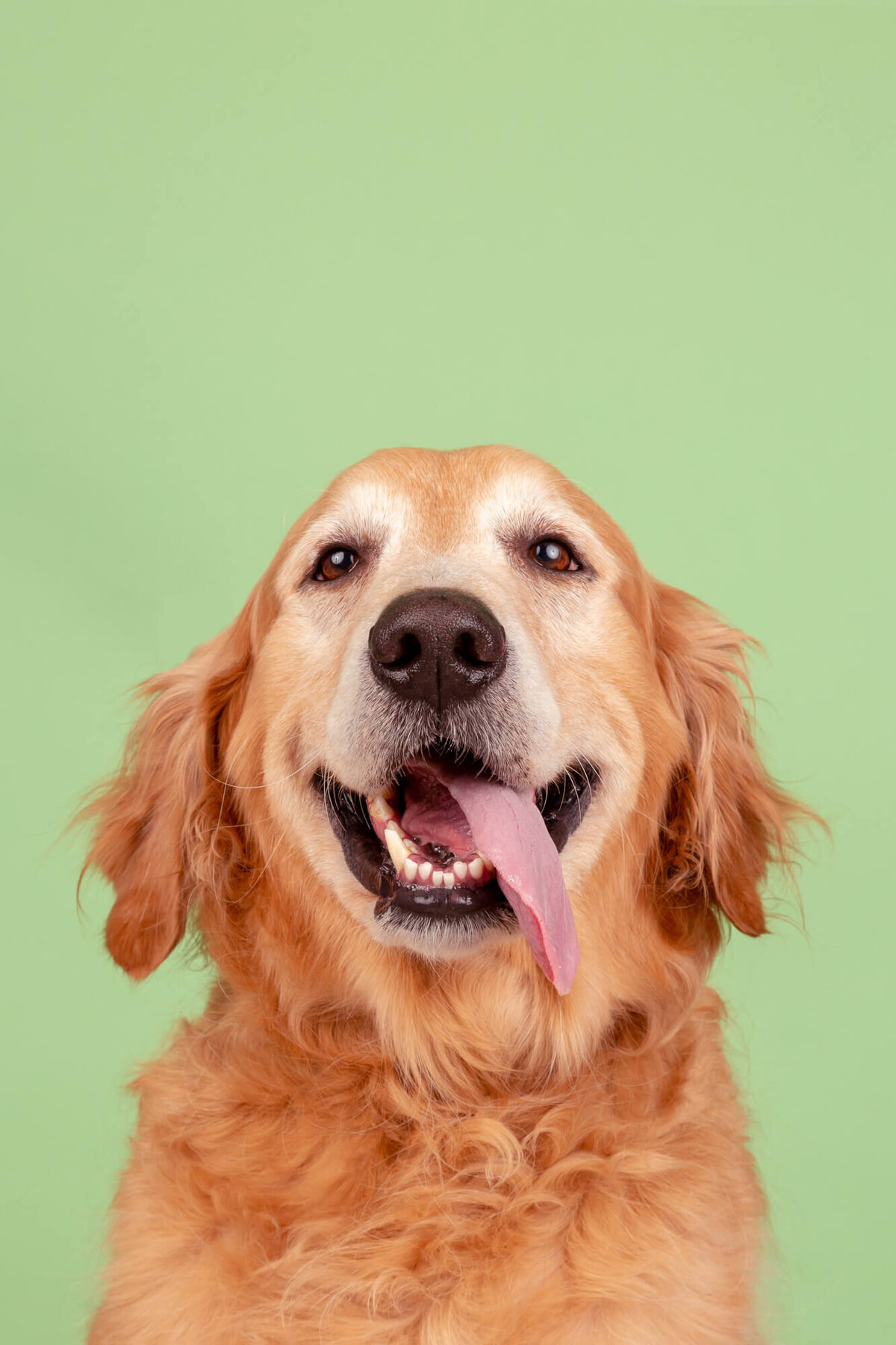 Senior golden retriever with tongue hanging out on mint green backdrop