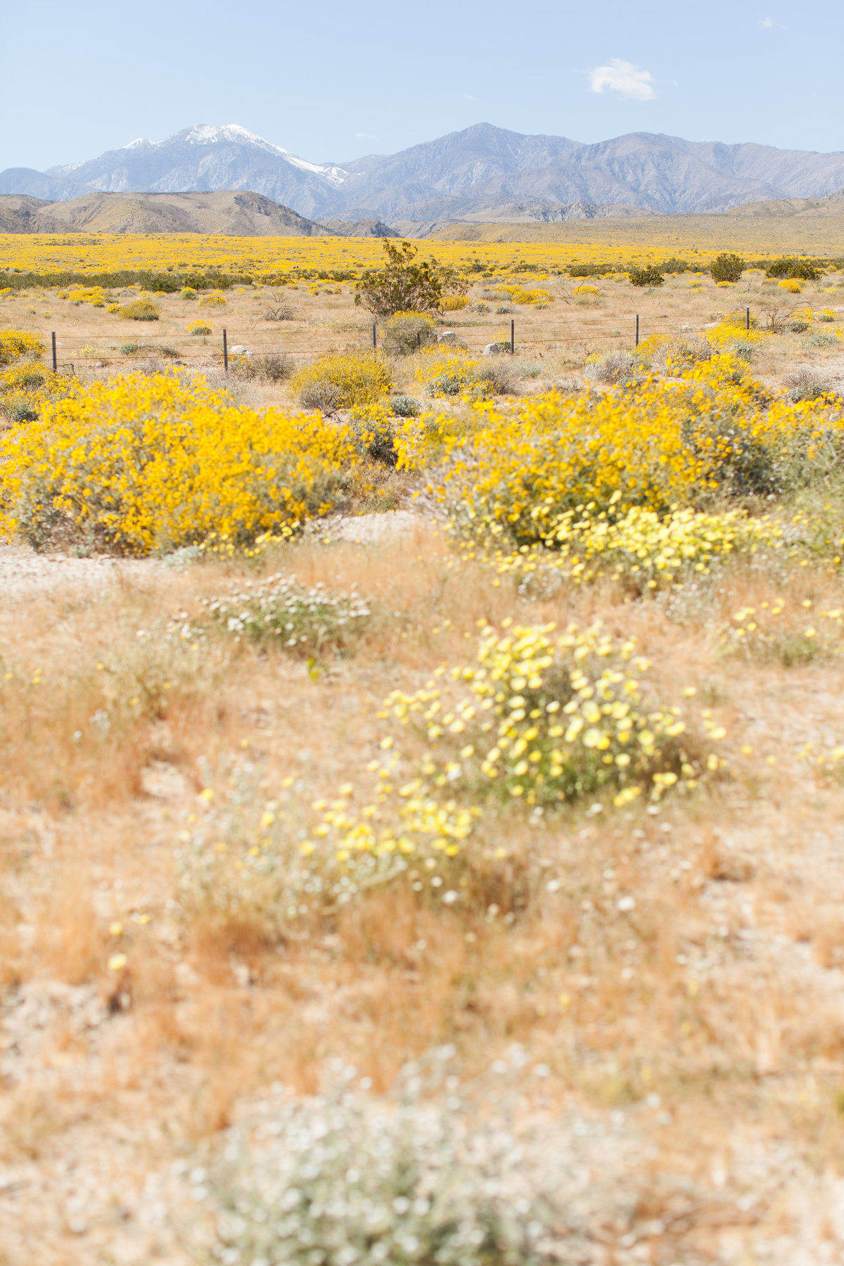 170401_Joshua tree_0009