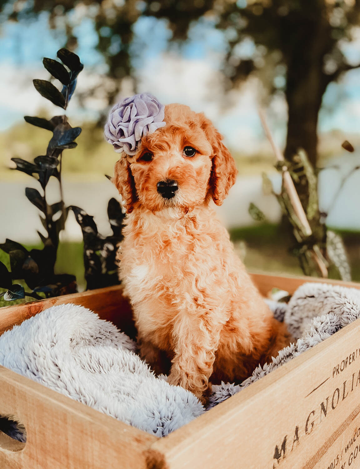 Le Fleur Poodle Puppies -123