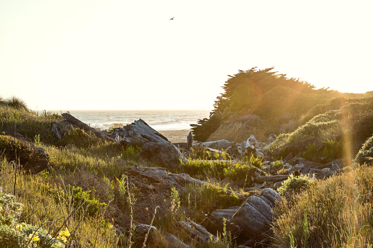 20150601_MENDOCINO_0015_01