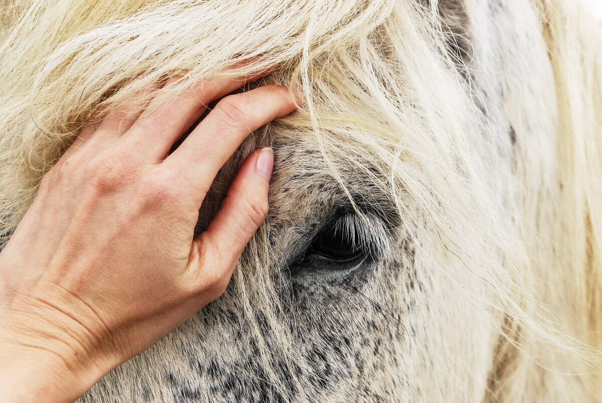 Zoom sur une main caressant la tête d'un cheval blanc tâché de noir.