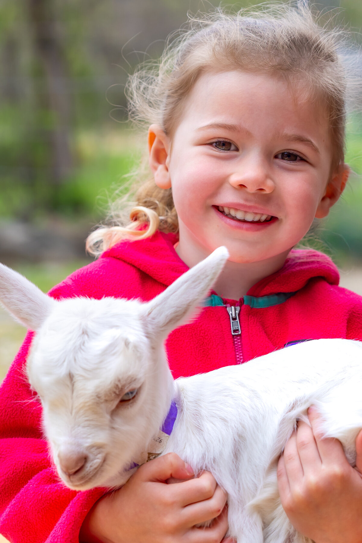 goats-1-Edit