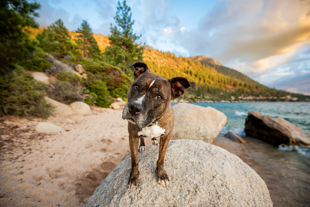 Sacramento Dog Photographer pitbull dog on Hidden Beach in Lake Tahoe Kylie Compton Photography