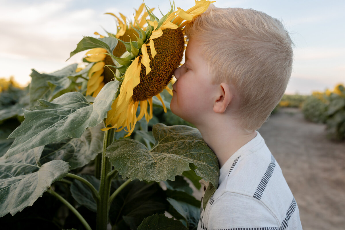 young boy stands next to a sunflower the same height as him and he is sticking his nose right into the middle giving it a good sniff at gust produce and flower farm in ottawa lake michigan
