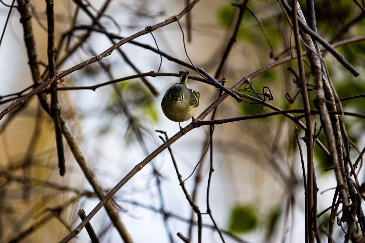 Tiny-Bird-Staring-fd1978d5-2500