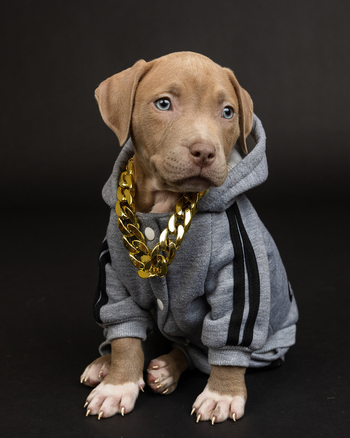 Kaori Stewart_Studio Dog Portrait_33