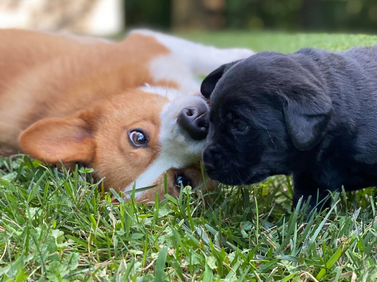 Enzo with black lab pup