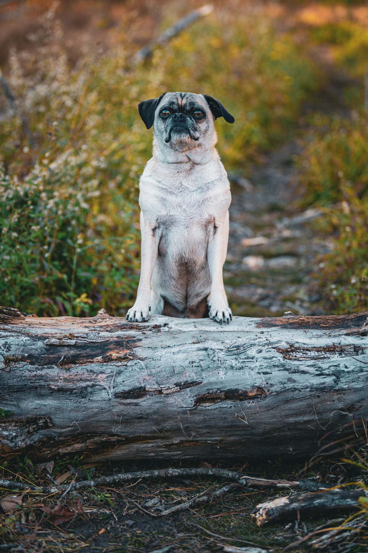 A fawn put standing on a log looking up.