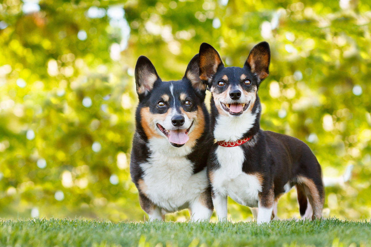 Phoenix AZ Pet Photography_08