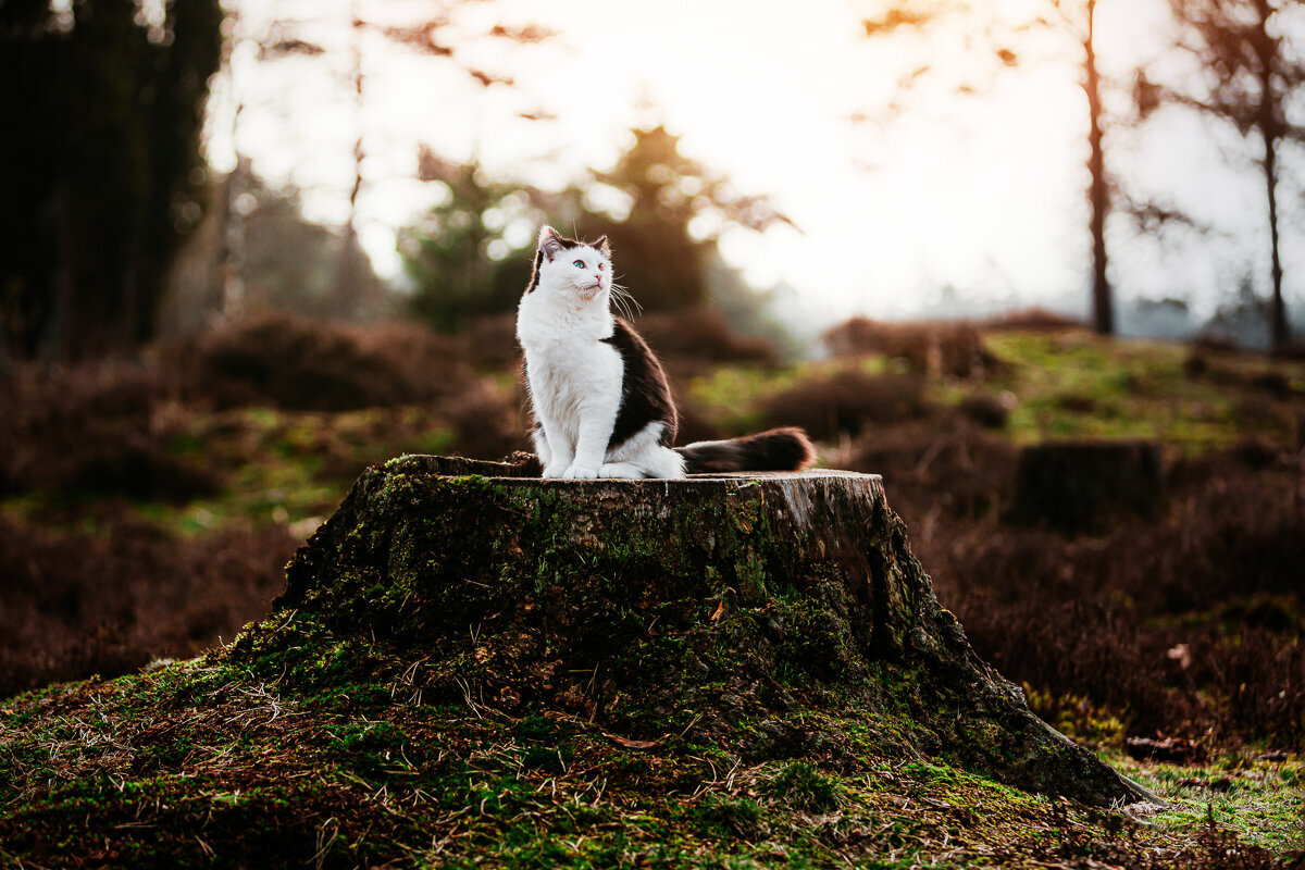 Paarden en honden fotografie Meppel-52