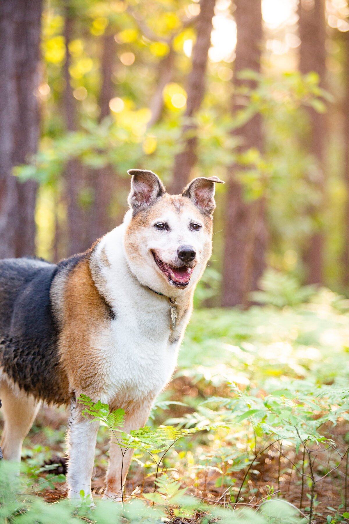 pinehurst-dog-photo