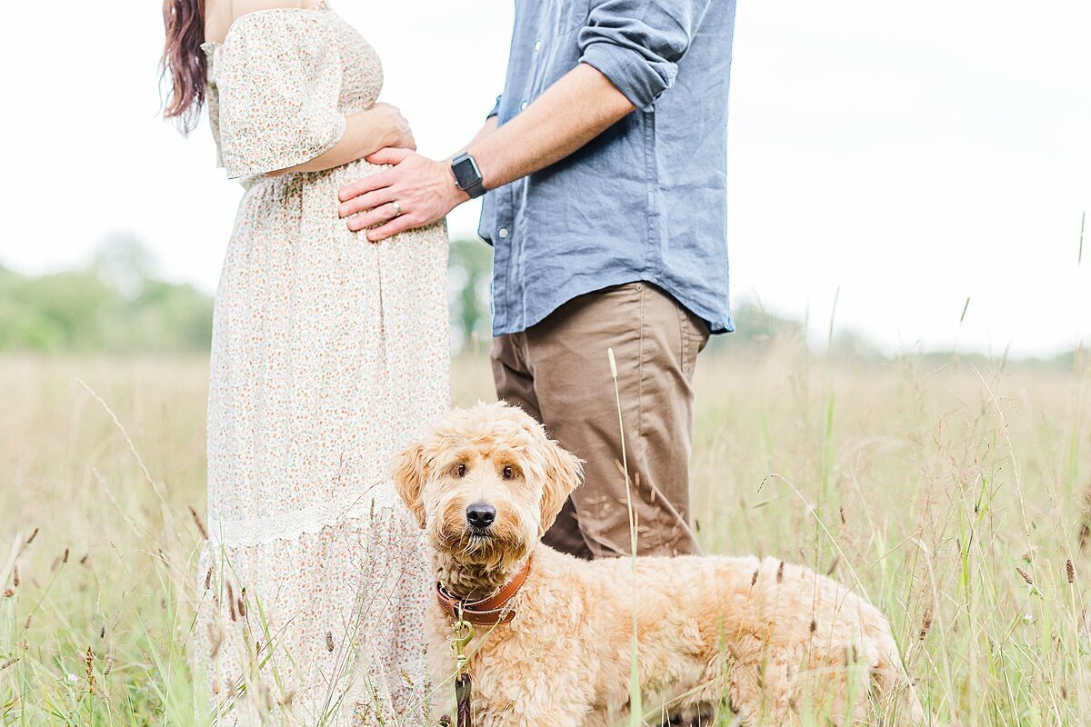dog stand in front of pregnant couple during maternity photo session at heard farm in Wayland Massachusetts with Sara Sniderman Photography