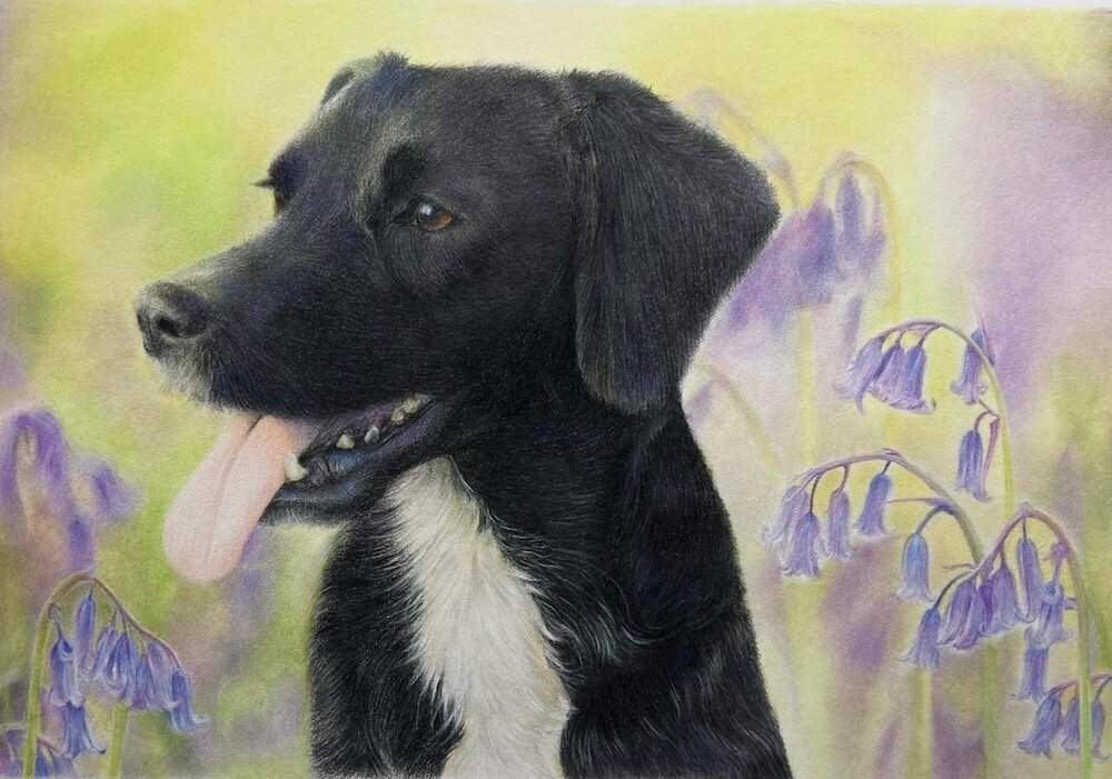 Labrador---Coloured-Pencil-Pet-Portrait---Bonny-Snowdon-Fine-Art