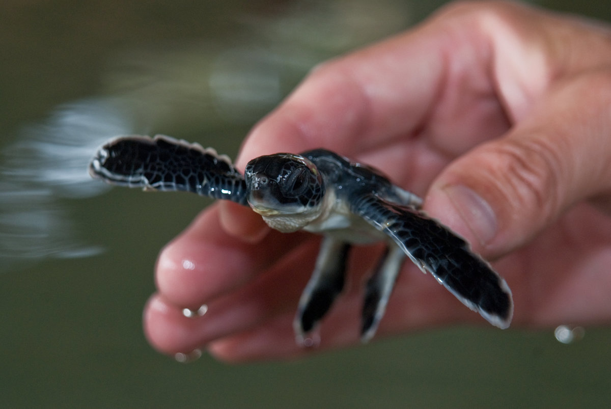 Baby Green Sea Turtle - Sri Lanka _DSC0372l-1-2