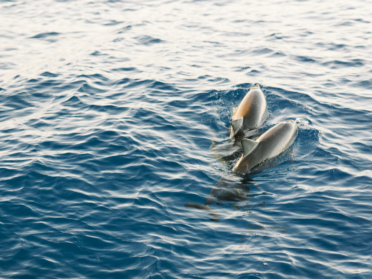 Hawaii dolphins