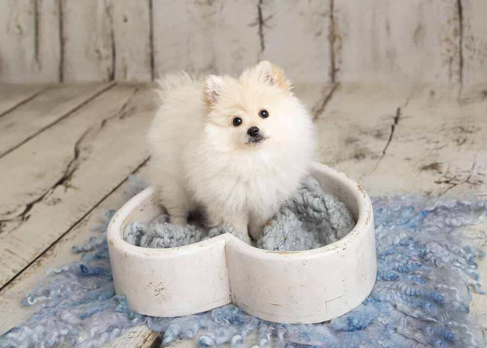 PETS_CUTEPUPPYPOMERANIANDOGINAHEARTBOWL