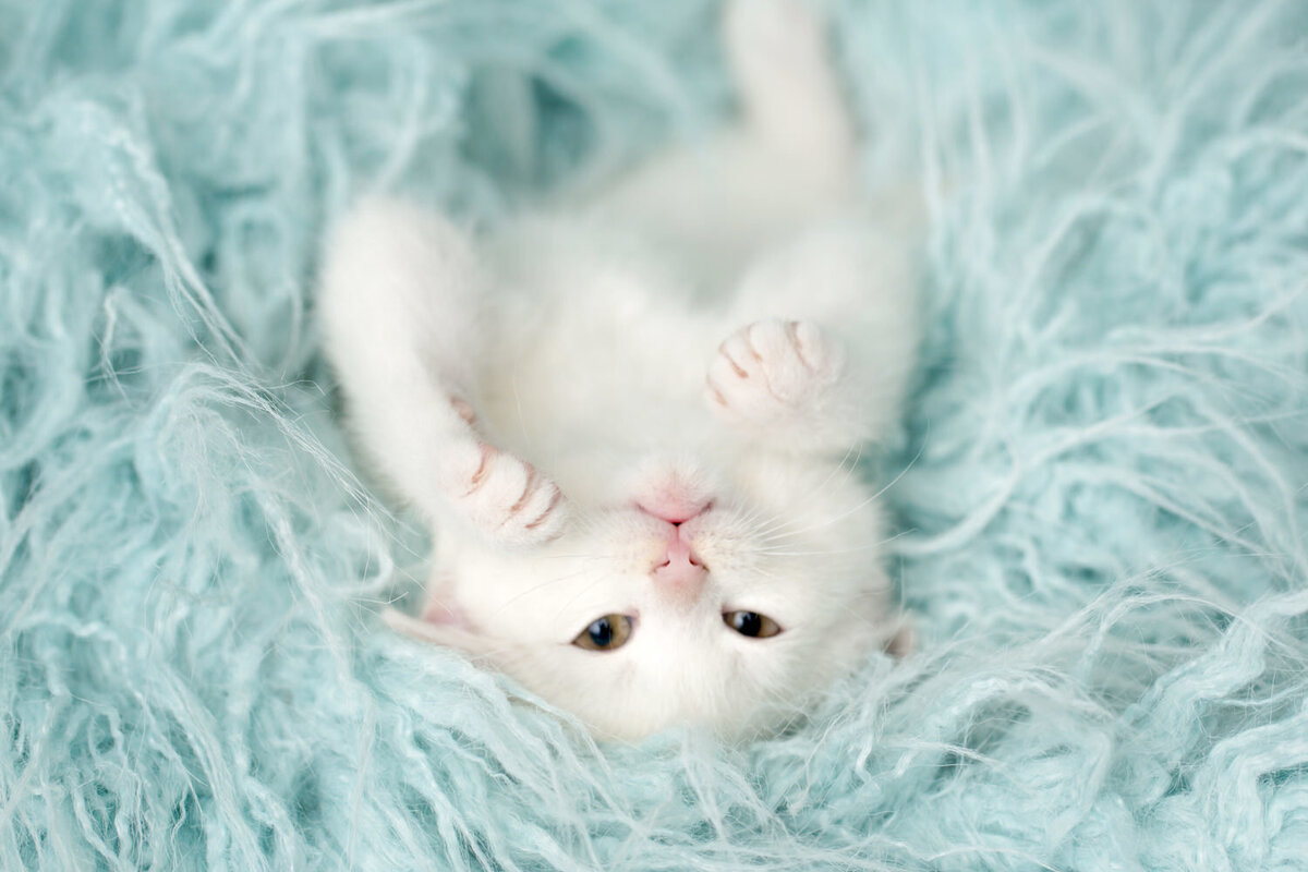pet-photos-myrtle-beach-1500_104