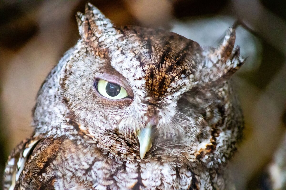 Owl_Eye_Closed-a1f91f2a-2500