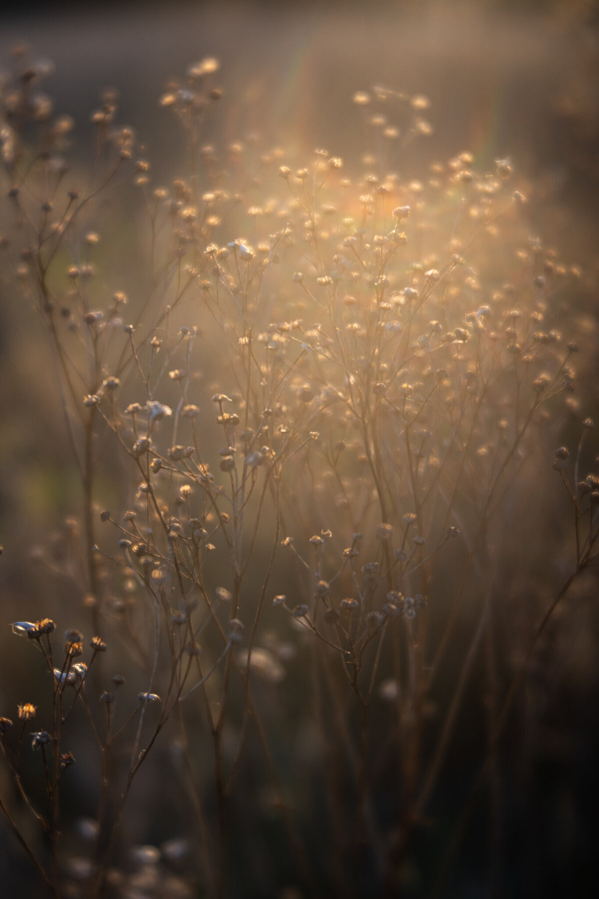 fine_art_photographer _030