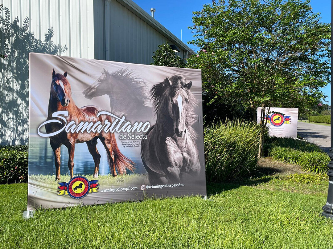 display-winning-colors-paso-fino-lr