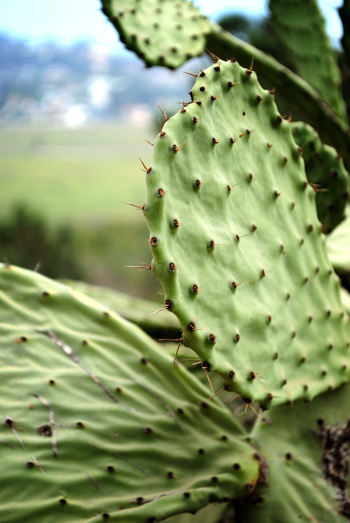 Desert_Cactus_web