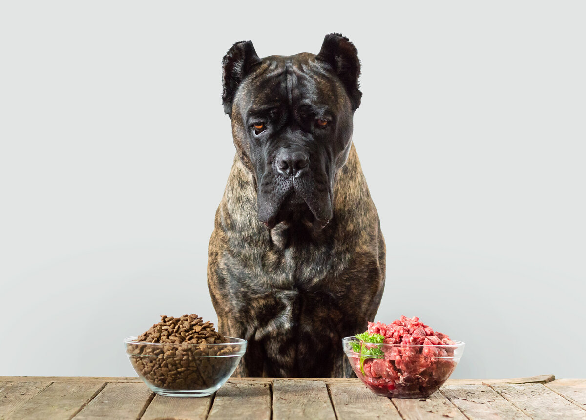 how long does raw dog food take to digest