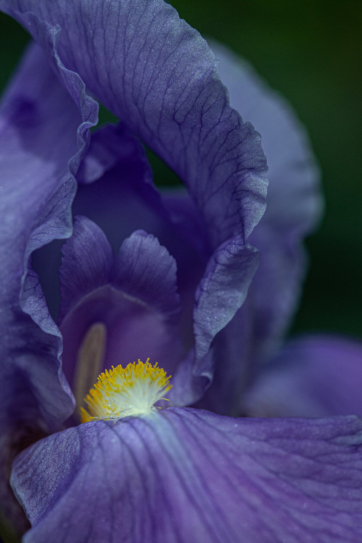 iris_purple_0391