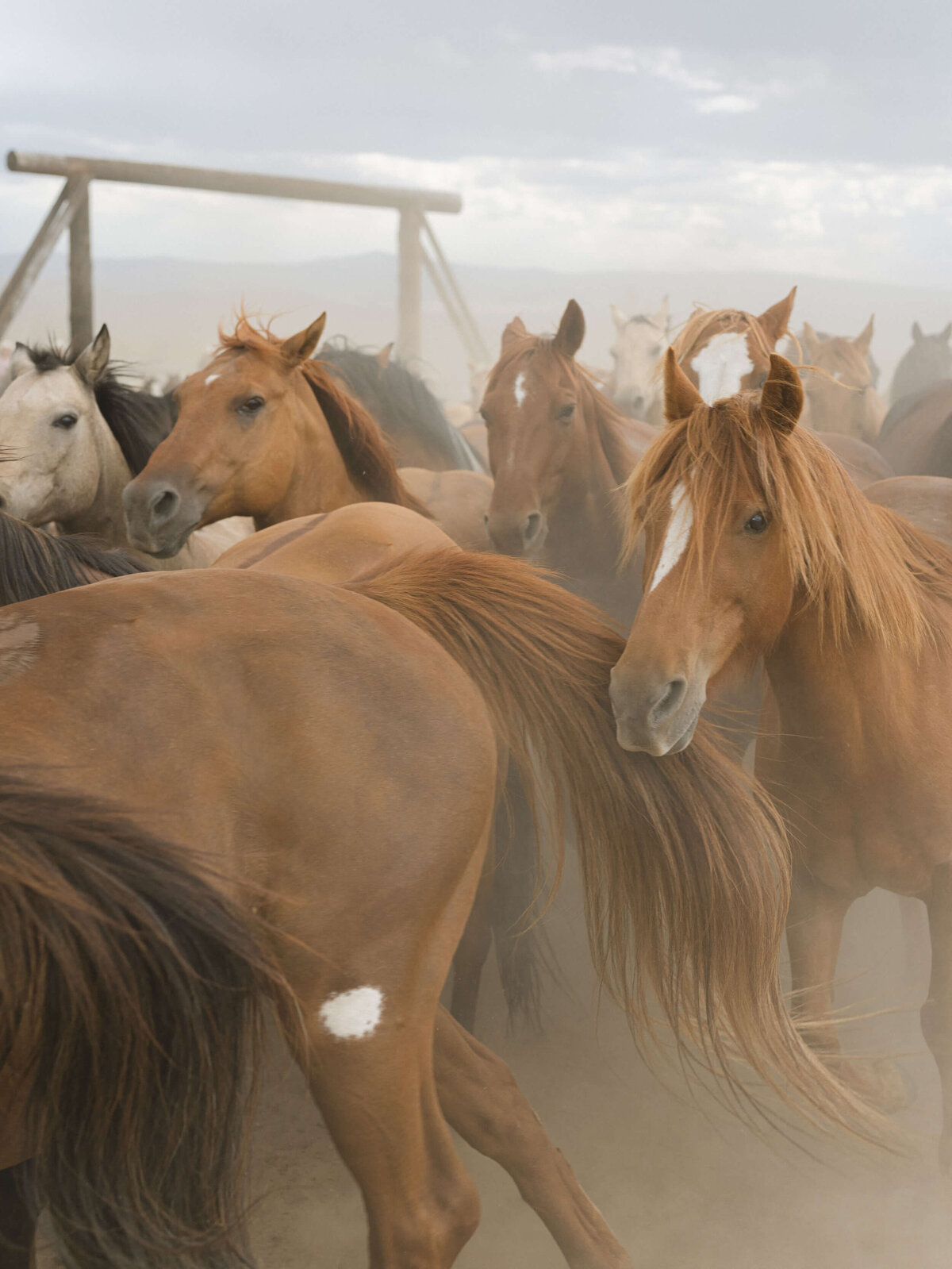 37-KT-Merry-Photography-Western-Wedding-Brush-Creek-Ranch-Horses