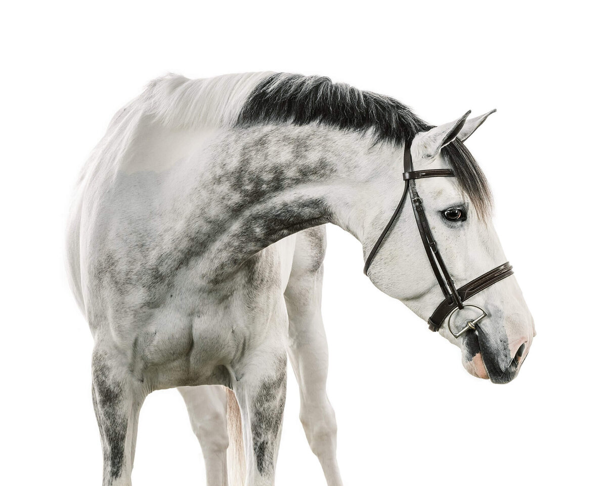 equine-white-background-pictures2024-10-04 at 10.06.57 PM 5
