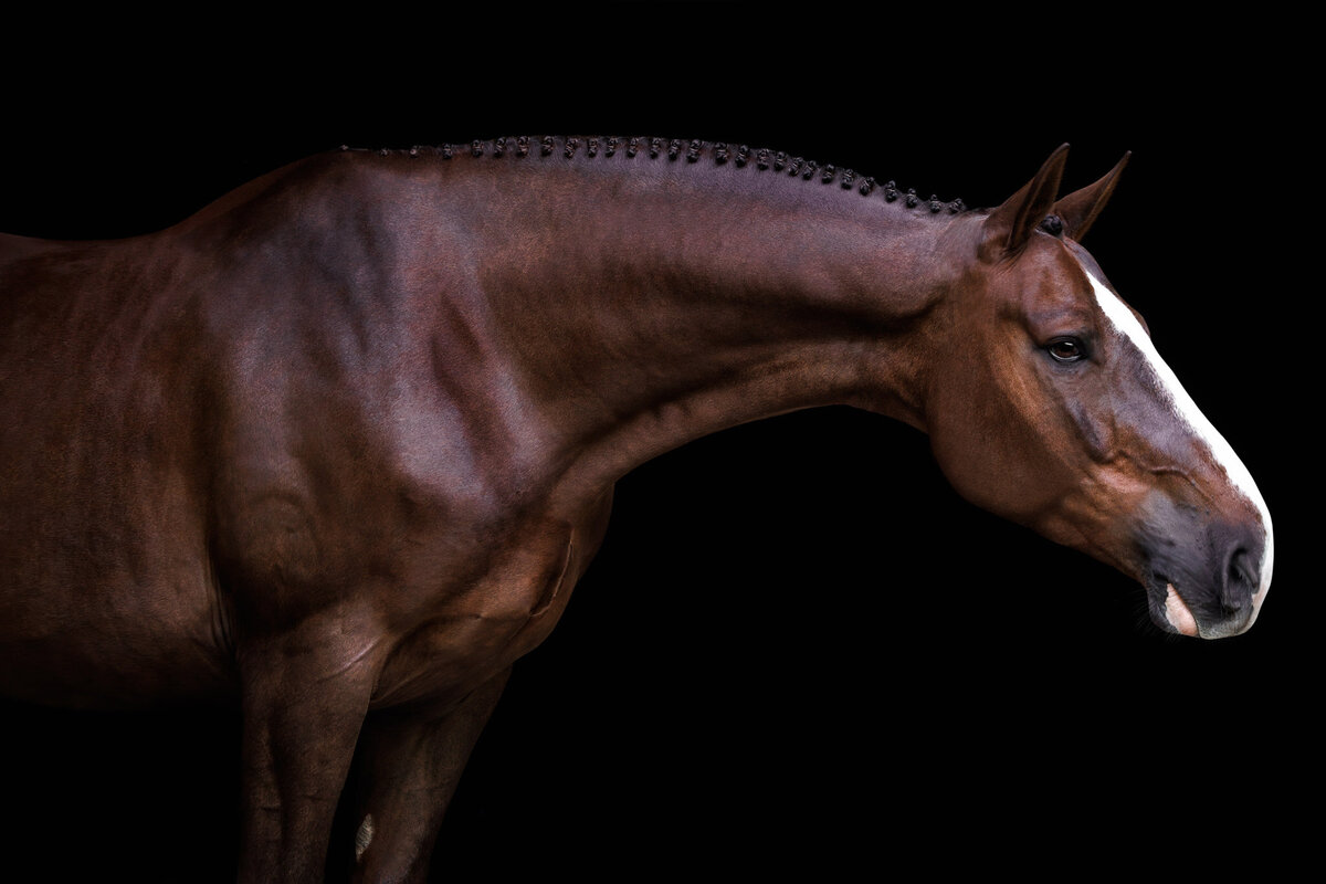 warmblood-braided-horse-black-background