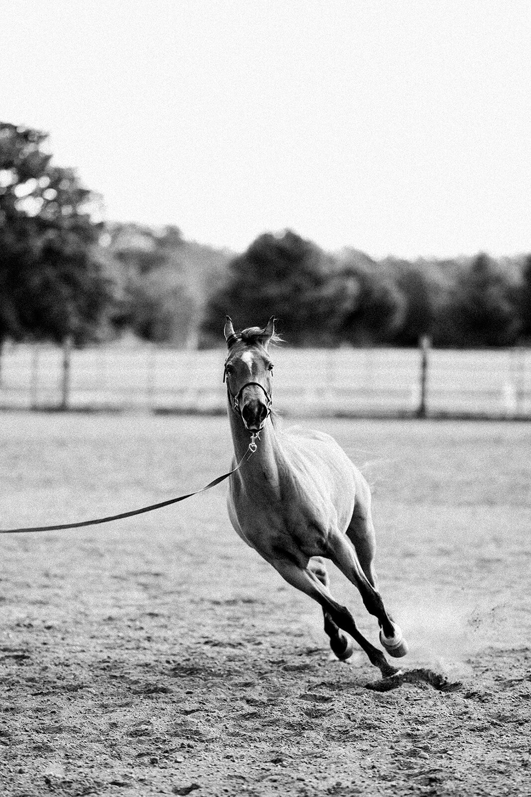 Equestrian Photography288