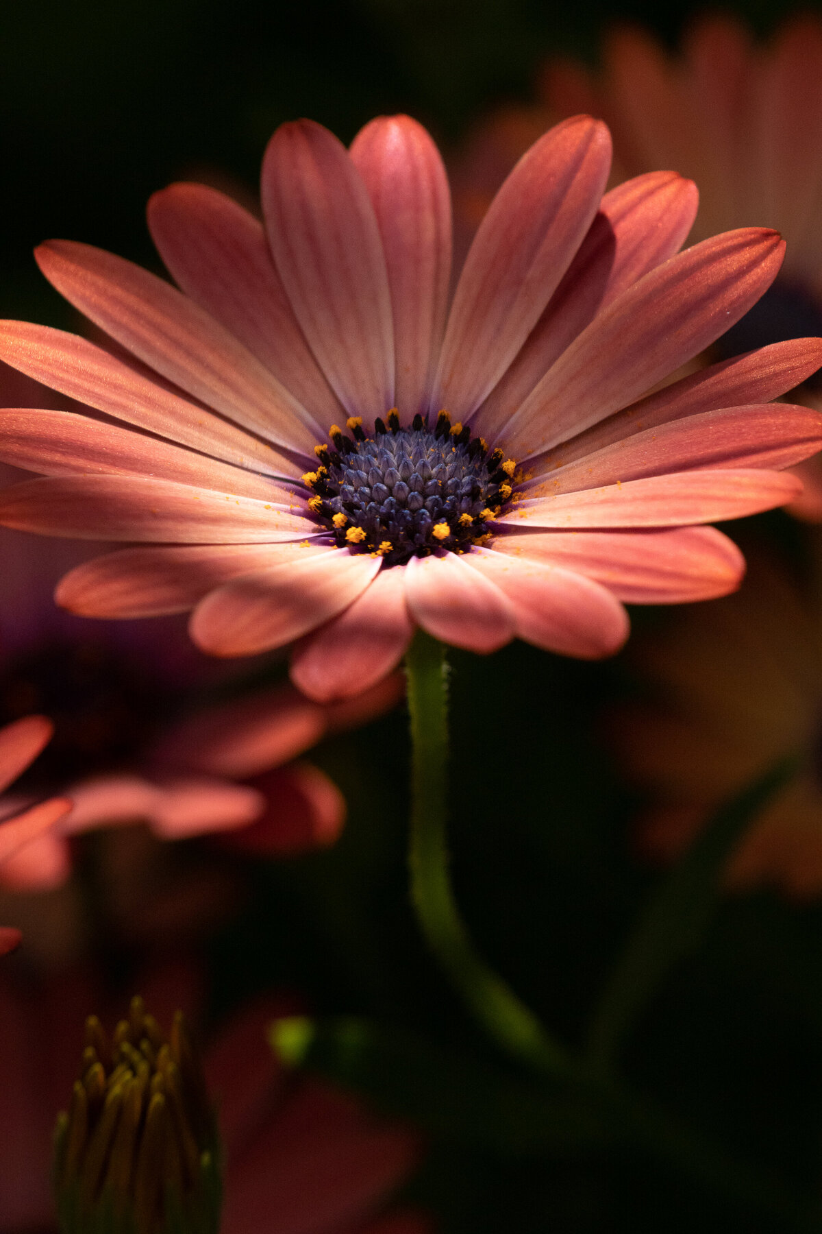 african_daisy_1221_2