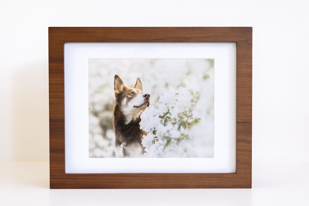Pet Photography Artwork (15)