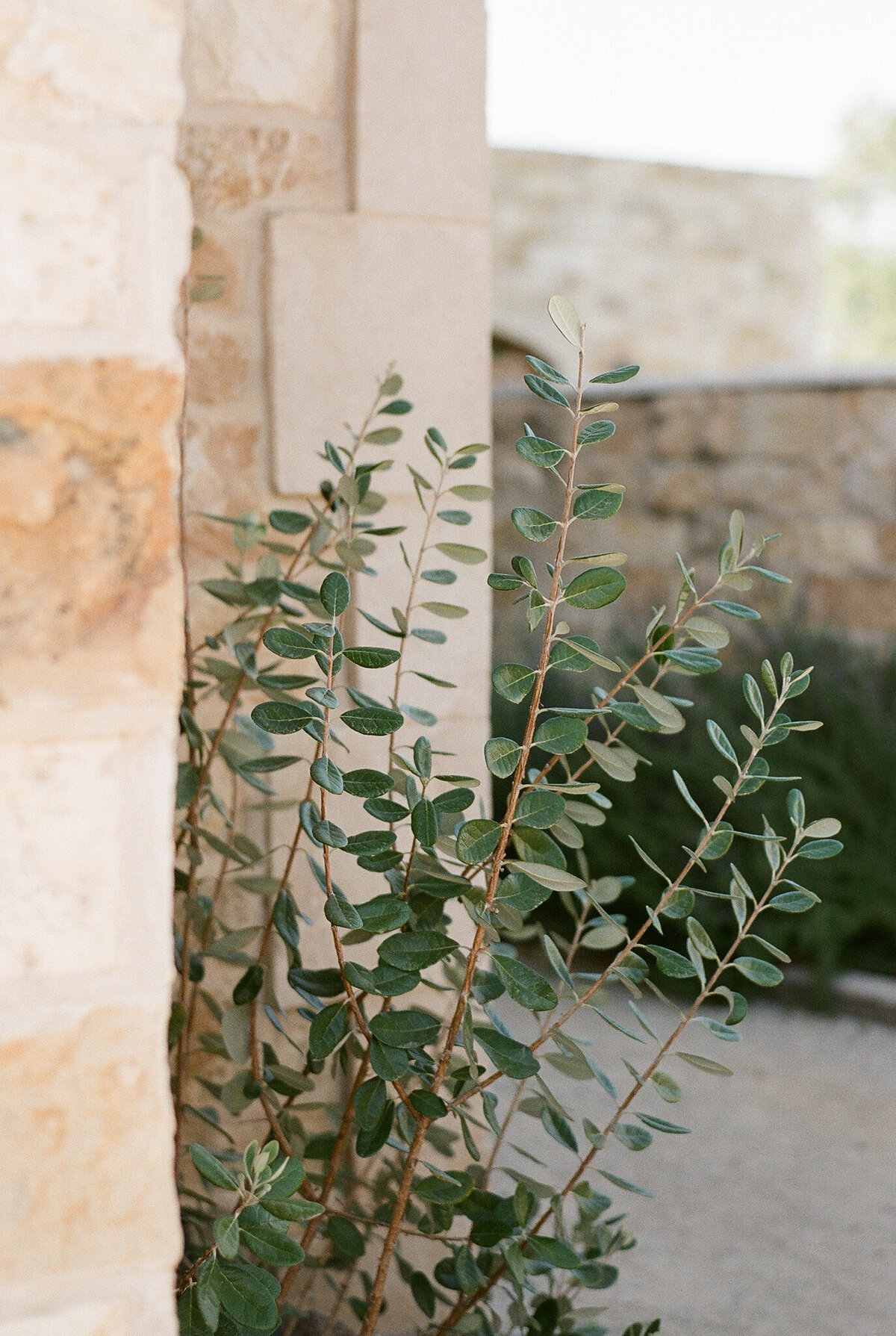 sunstonewinerywedding-30