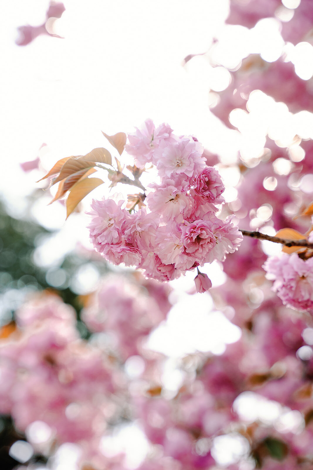 Spring-Smithville-Inn-Wedding-Maryland-DC-Wedding-Photographer (229)