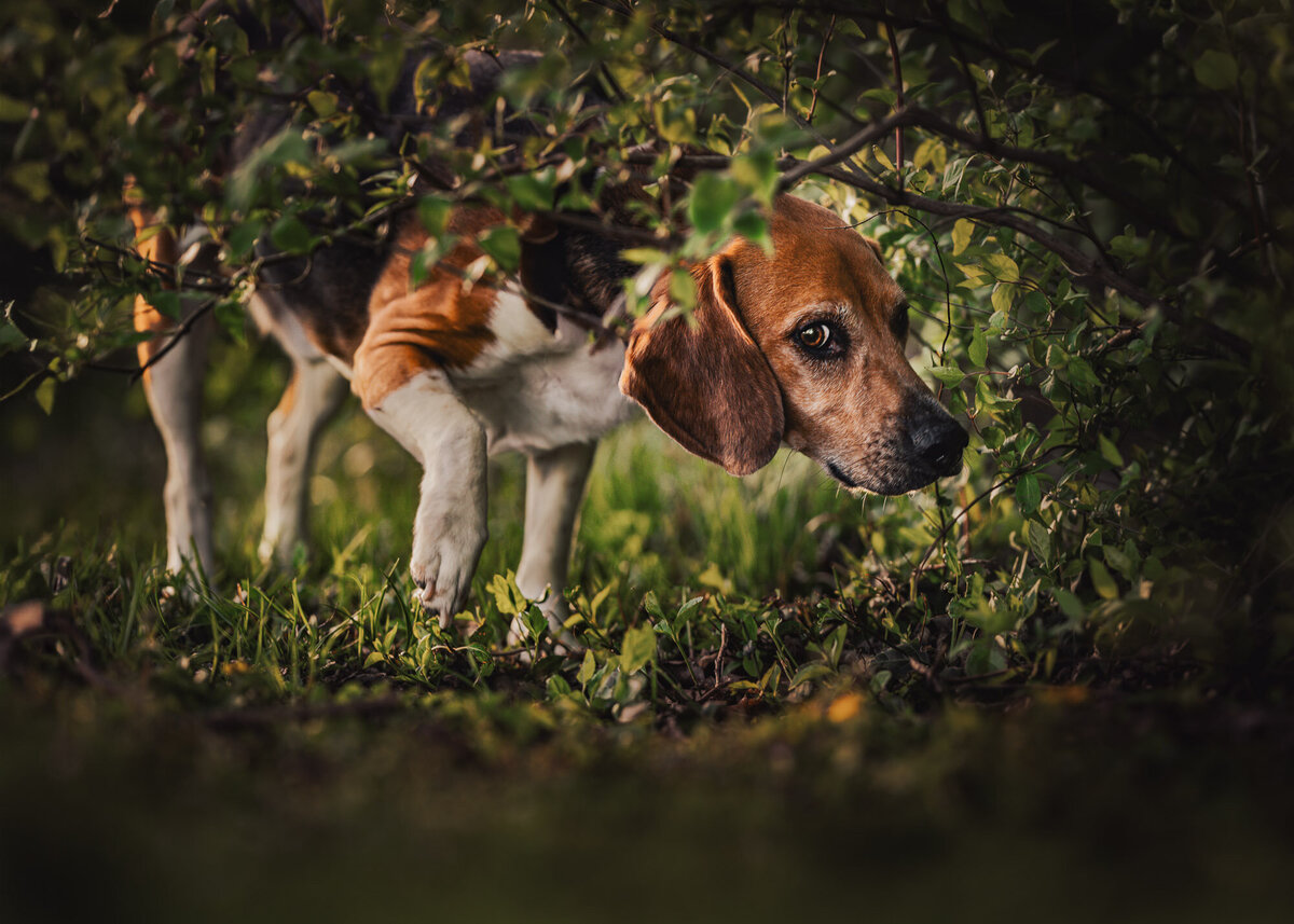 beagle dog portrait snooping in the bushes