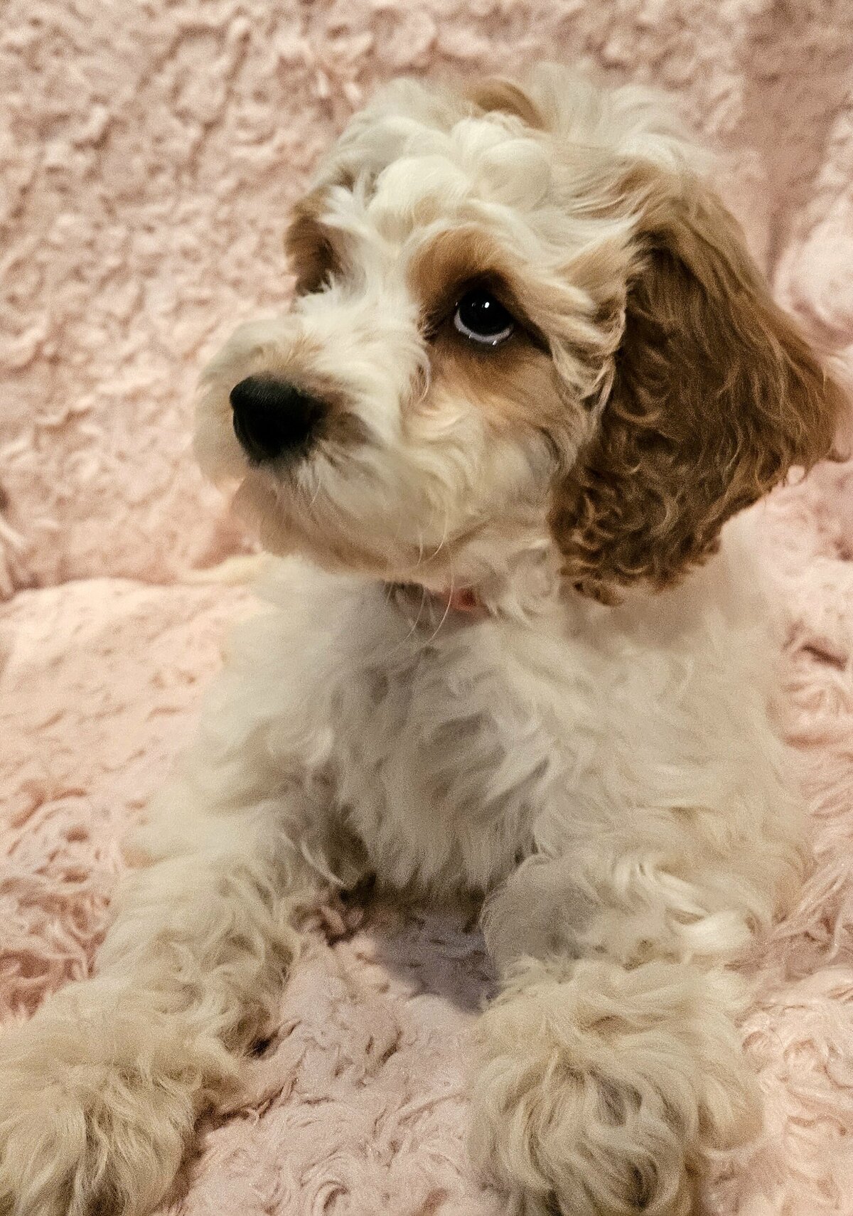PastPuppy Maple10