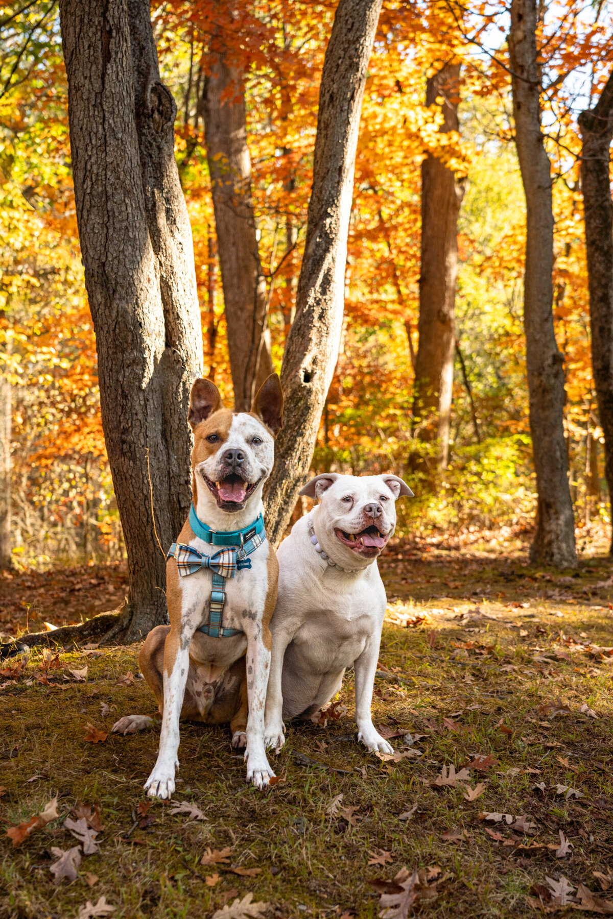 Hoosen_Dogs_003_2024