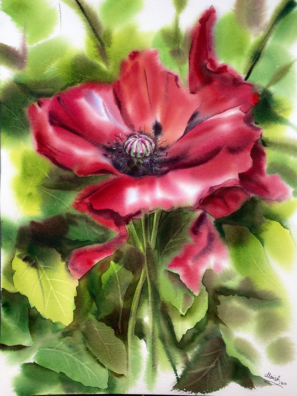 poppy-red-watercolor