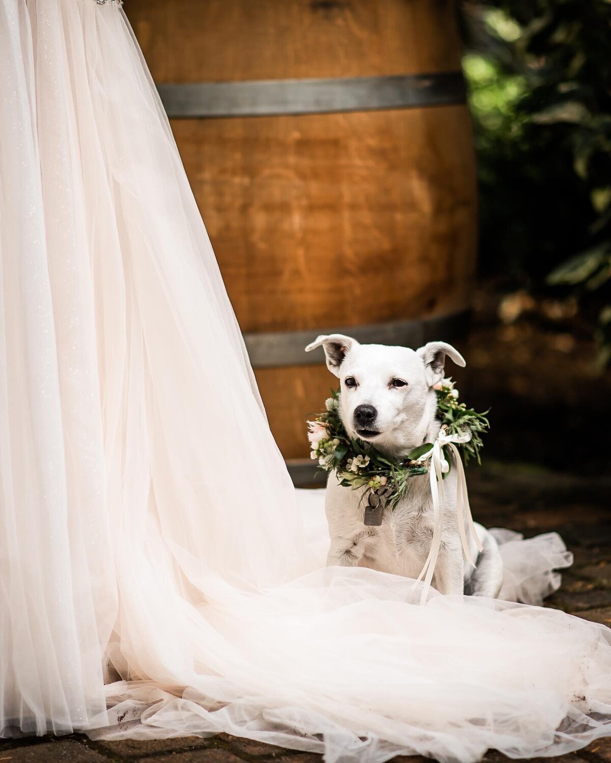 blush and ivory floral halo collar for dog in bridal party