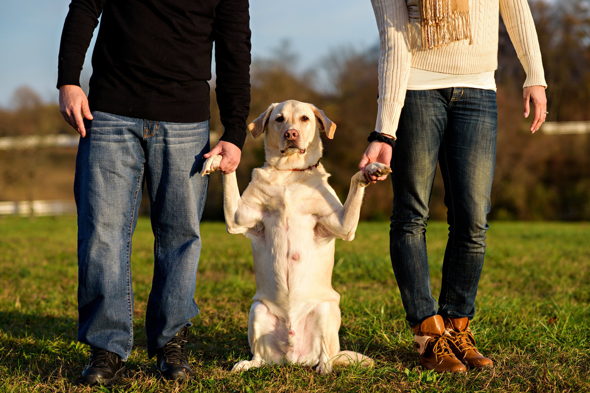 An engaged couple hold hands with their dog in a park.