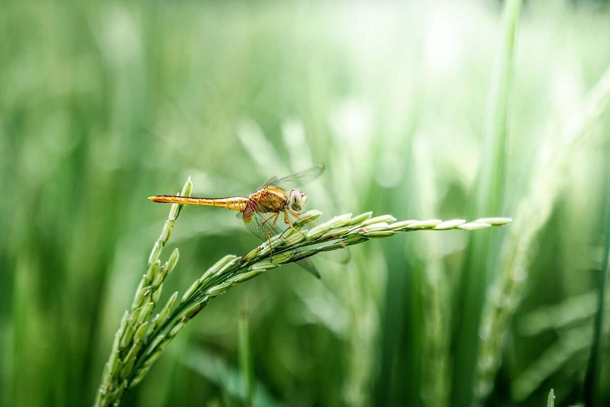 Zoom sur une libellule posée sur un épi vert dans un cadre de verdure.