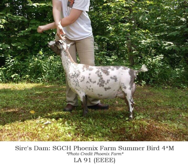 sire dam