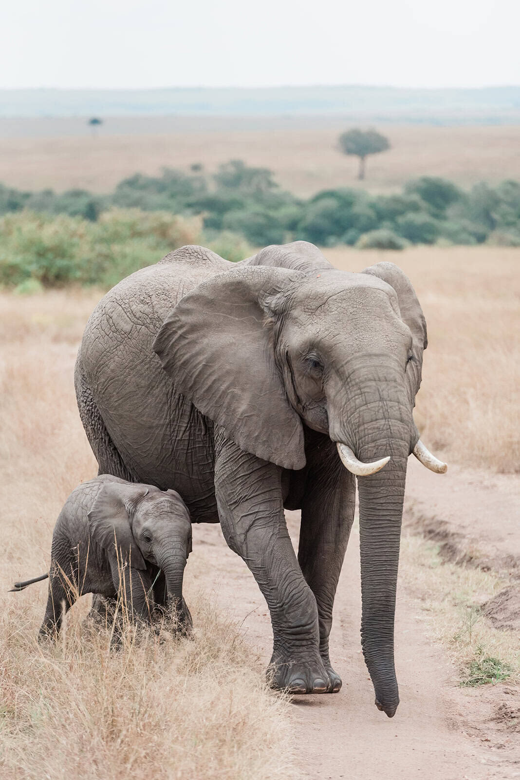 safari-wedding-kenya-wildlife-wedding-moments-Soul-and-Sky-Weddings