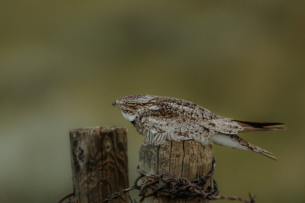 EDP Wildlife-210703-097
